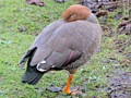 Ruddy-headed Goose